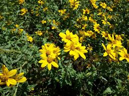 Image result for Behnia reticulata