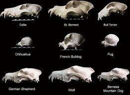 Cats and humans go way back: The Domestic Dog Beauty In The Bones