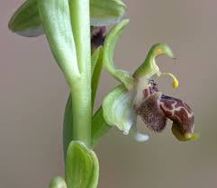 Image result for Cheirostylis lepida