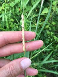 Image result for Rottboellia