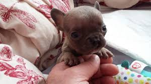 Giving your dog up for adoption. Tiny Pup Is Saved By Couple Who Paid Up Swindon Advertiser