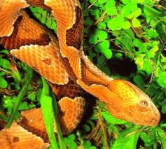 Black And Orange Snake Florida Poisonous Southern Copperhead Snake In Florida Snake Florida Reptiles