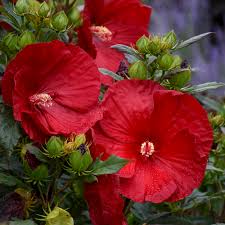 Image result for Hibiscus Red 2016 Vito