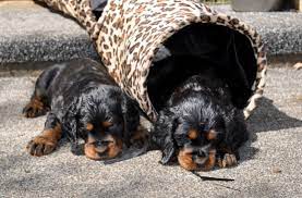 Check out our gordon setter puppy selection for the very best in unique or custom, handmade pieces from our shops. Weblyn Gordon Setter Breeder South Auckland Nz