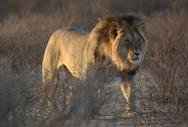 In fact, among the top reasons to visit some of the countries here. Africa S Top 12 Safari Animals And Where To Find Them