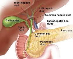 Pin On Digestive System