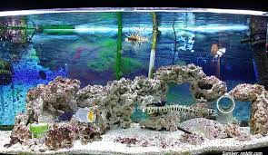 Bagi aquarist yang kurang berpengalaman, menangani ikan jumbo tentu mendatangkan kerumitan tersendiri. Punya Aquarium Air Laut Pastikan 7 Hal Ini Sudah Terpenuhi