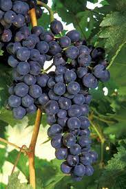 Grape vine flowers for sale. Buy Concord Grape Vines Free Shipping 1 Gallon Size Potted Plants For Sale Online From Wilson Bros Gardens