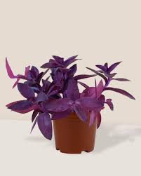 Image result for Tradescantia pallida