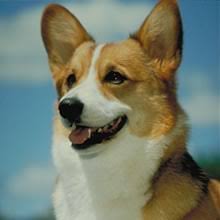 Check out our dogs and puppies for adoption at our phoenix adoption centers. Puppyfind Pembroke Welsh Corgi Puppies For Sale