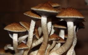 A golden teacher dosage, like most other psilocybin mushrooms, would start at around two grams dried. Golden Teachers Magic Mushrooms Psilocybe Cubensis Mushly