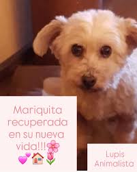 Lupis Animalista added a new photo.