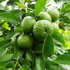 Image result for Amblygonocarpus