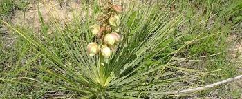 I have never seen xerophyllum tenax growing anywhere in arizona. Soapweed Soapwell Bear Grass Great Plains Yucca Yucca Glauca