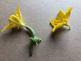 Image result for female flowers cucumber