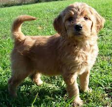 Thus, we researched and found the top 5 breeders of goldendoodle puppies in michigan. Mini Goldendoodle For Sale Near Me Mini Goldendoodle