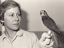 Kestrel Found in sea off Canvey