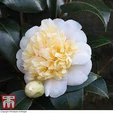 Pin On Garden Dreaming