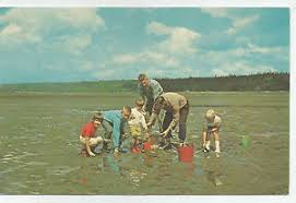 Details About Gathering Oysters Belfair State Park Puget Sound Washington 1960s Postcard