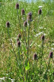 Image result for Dipsacus pinnatifidus