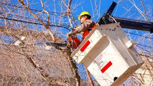 Arbolado urbano: crecen las multas por podas ilegales en San Juan