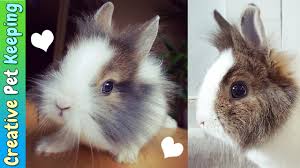White with a black ring around their eyes that looks like eyeliner. Gopro For Kids Cute Dwarf Brown And White Bunny Youtube