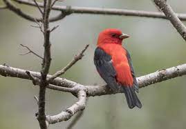 Maybe you would like to learn more about one of these? Pictures Of Red Birds From Around The Globe