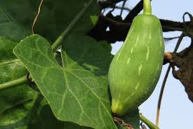 Image result for Coccinia