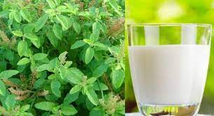 Tulsi Milk Benefits in Hindi: तुलसी वाला दूध पीने के फायदे |  TheHealthSite.com हिंदी
