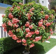 Pin Di Gardens Landscape