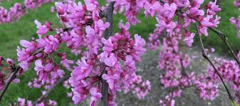 Tree with purple flowers texas. Best Trees For Central Texas A Homeowner S Guide Abc Blog