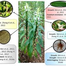 Image result for Sesamum parviflorum