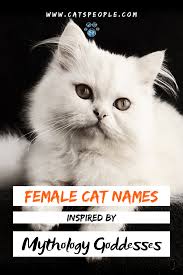 And this pretty new furry friend of yours deserves a pretty new name. 15 Goddess Names For Female Cats In 2020 Cat Names Greek Mythology Names Female Goddess Names