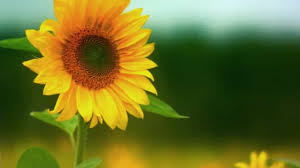 Sunflower evening sun nama ilmiah: 6 Cara Menanam Bunga Matahari Hidroponik Paling Mudah Ilmubudidaya Com