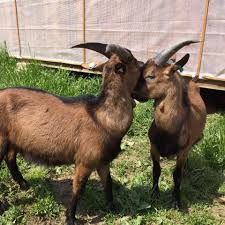 Linie rasa valoroasa, varsta 1 an in aprilie 2015. DupÄ 18 Ani De FranÈa Iosif CÄpraru S A Intors In ÈarÄ Èi A Deschis Afacerea CÄpriÈa FericitÄ Gazeta RomaneascÄ Italia