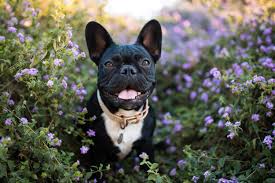 $500 to $1,000 per litter. How Much Do French Bulldogs Cost