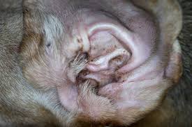 Image result for scabies dog ear