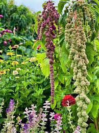 Image result for Amaranthus caudatus