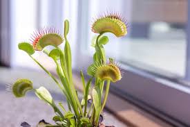 The venus flytrap is a carnivorous plant which only eats insects. An Ultimate Venus Fly Trap Care Guide Carnivorous Plants Terrarium Planting Guide
