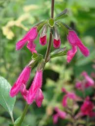Pin On Plants To Grow Tropical And Subtropical
