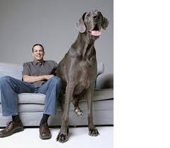 Pin By Beth Seinfeld Williams On Family Worlds Largest Dog Worlds Biggest Dog Big Dogs