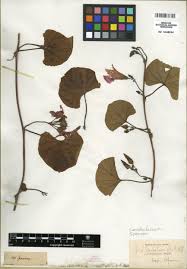 Image result for Ipomoea coscinosperma