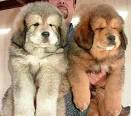 Giant Tibetan Mastiff - Goliath Dog