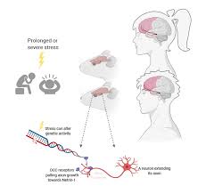 Check spelling or type a new query. Teen Depression Linked To How The Brain Processes Rewards Science News For Students