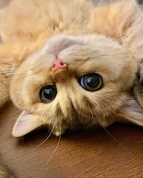 If You Happy And You Know It Say Meow Lumi Zola Cats On Instagram You Know How You Can Tell That I M Feeling Totally Comfortable In My New Home By Looking In 2020 Cute Cats Cat Love Animals