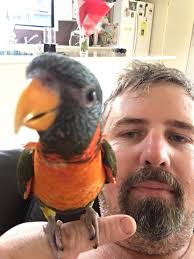 Bird eating mango in Brisbane park