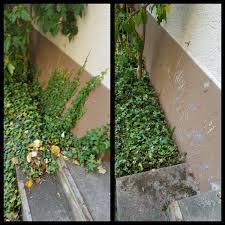 Gefahrliche Eindringlinge In Harmlos Grun Efeu Kletterpflanze Garten Pflanzenberatung Gartenexperte Koln Ber Unkraut Entfernen Pflanzen Kletterpflanzen