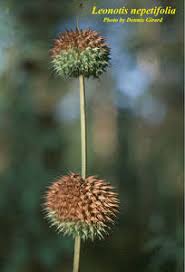 Image result for Leonotis nepetifolia