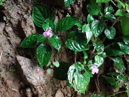 Image result for Impatiens sylvicola