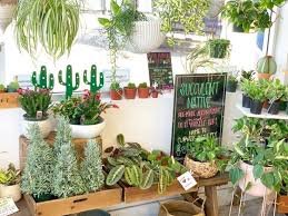 I was there on a saturday night. 8 Local Plant Shops To Buy Succulents In Austin A Taste Of Koko